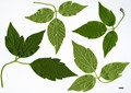 SpeciesSub: var. grandiflora